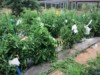 Garden Rebel (Team Rebel Rousers)