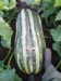 Dorset Farmers - MarkB