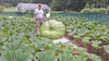 Joe Jutras WR Giant Squash