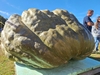 Joe Jutras WR Giant Squash