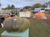 Joe Jutras WR Giant Squash