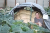 big pumpkin