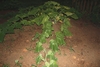 vine wilting