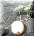 First Photo of Lemon Drop