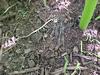 DON'T JUST COVER THE VINE WITH ANY OLD SOIL