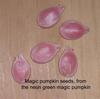 Magic seeds