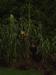 giant maize '406' (not Jala) still growing!